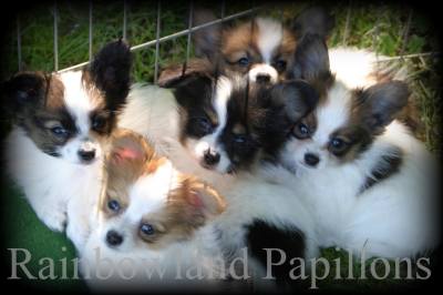 Papillon puppies for rehoming near me