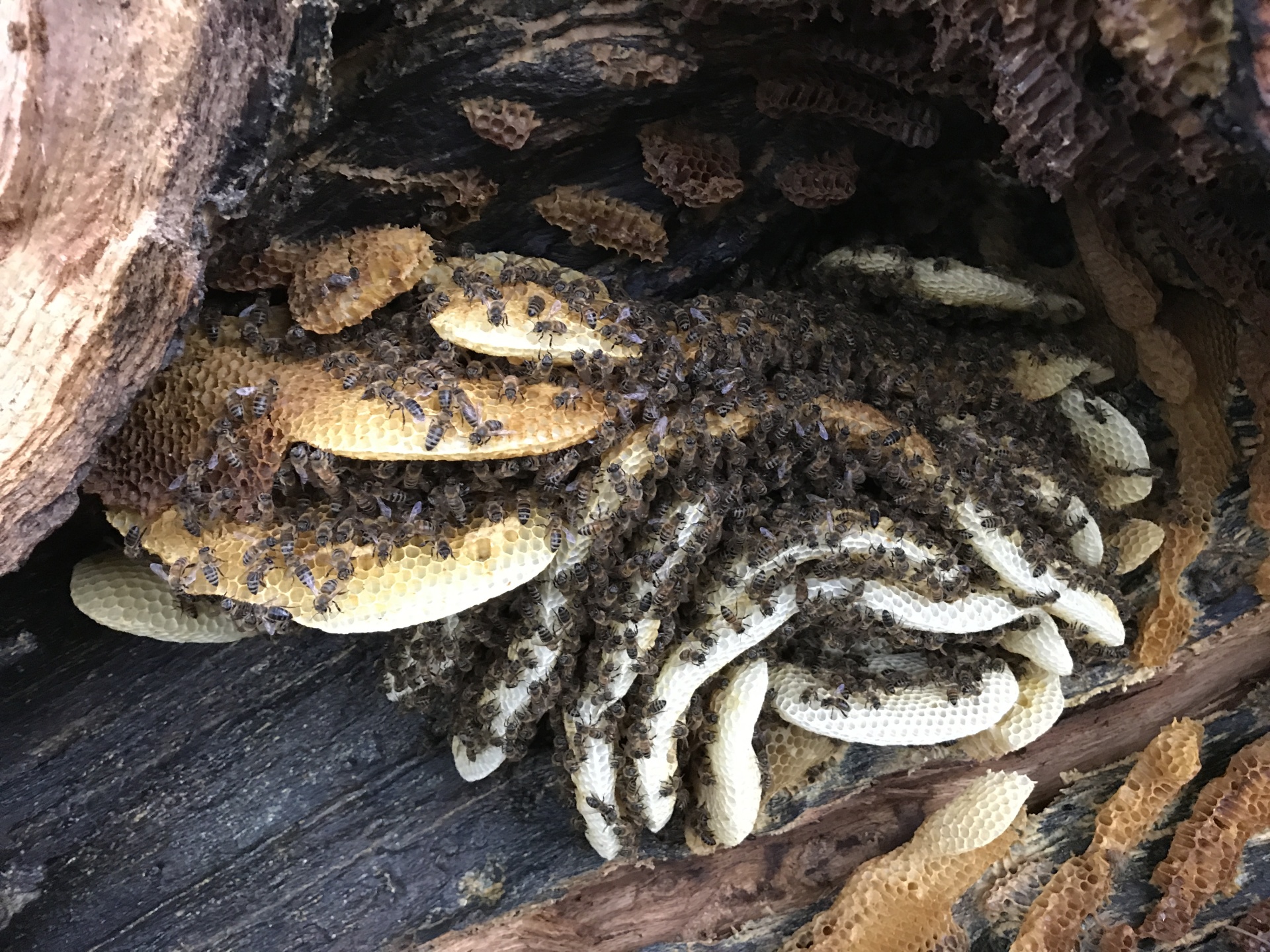 Fallen Tree with hive