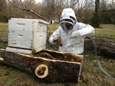 Hive removal