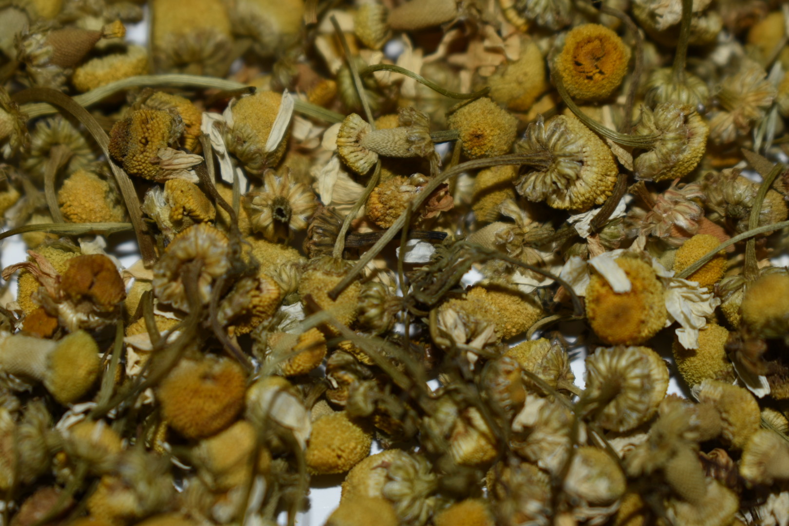 Egyptian Chamomile