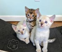 Ziggydoo Cat Wheel Boutique