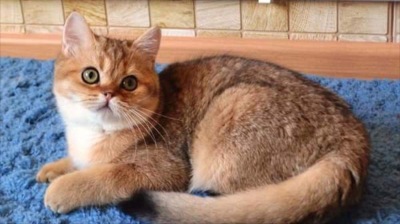 Alpha Beta Cattery The British Shorthair
