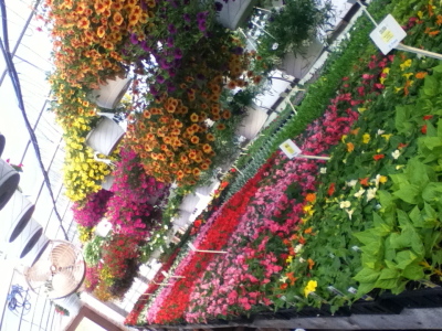 Morning Glory Hill Greenhouse photo