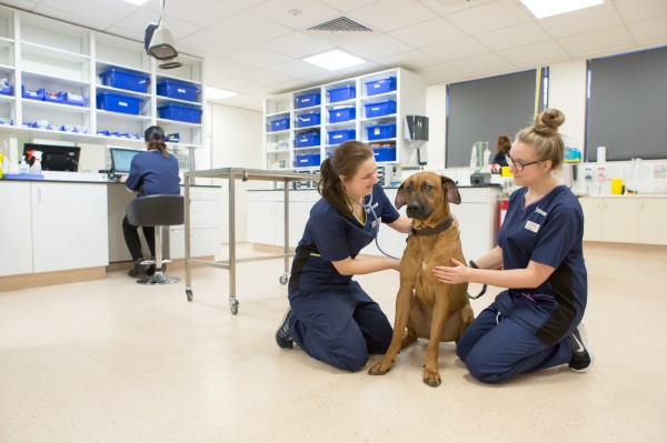 Equipamento Veterinária