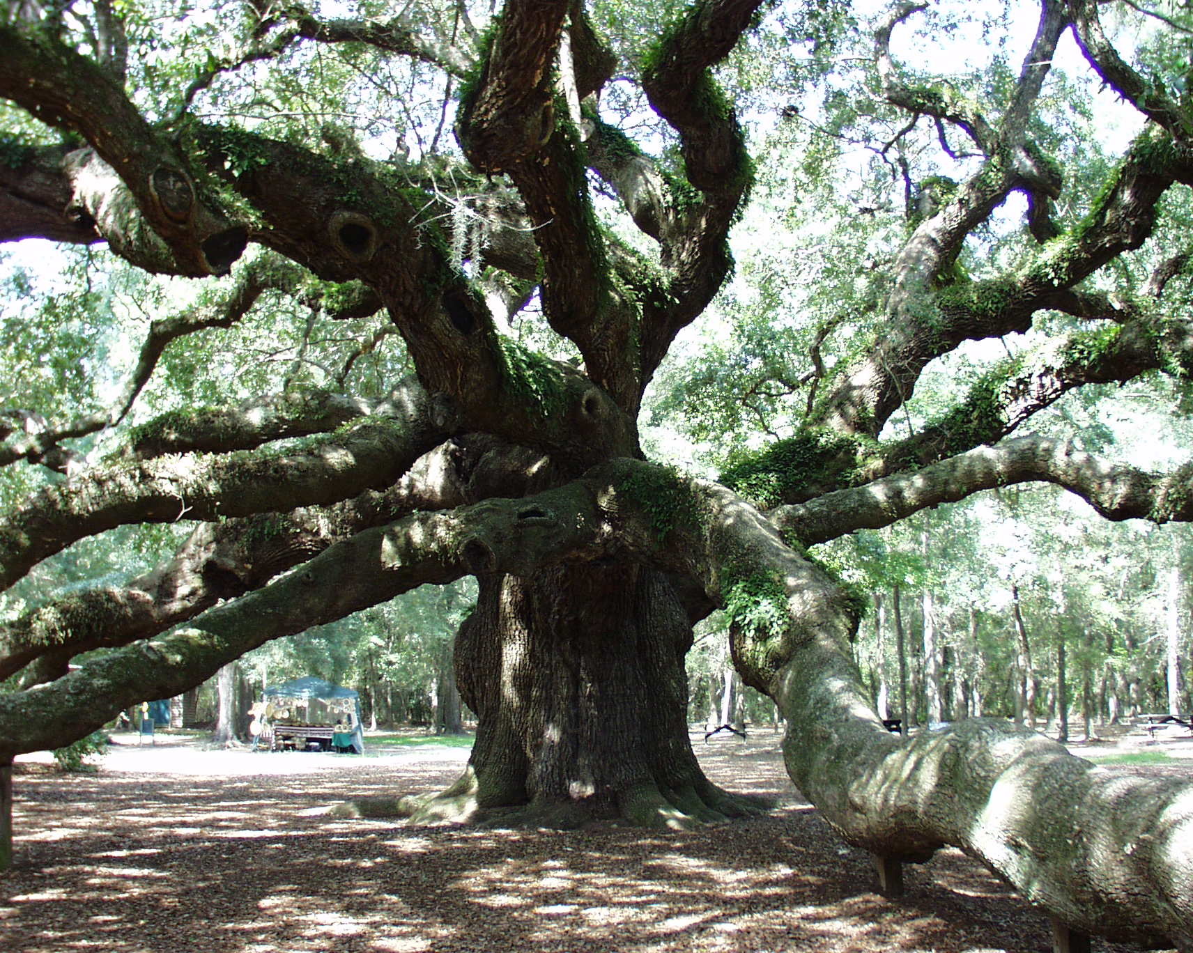 Angel Oak