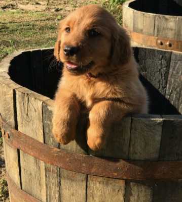 age golden retriever can sire