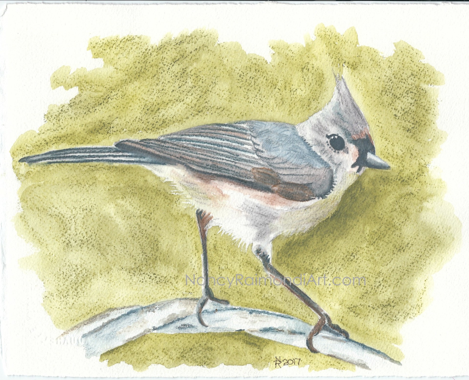 Tufted Titmouse