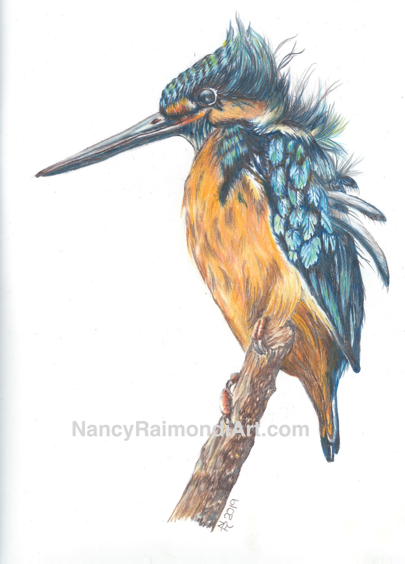 Kingfisher 2