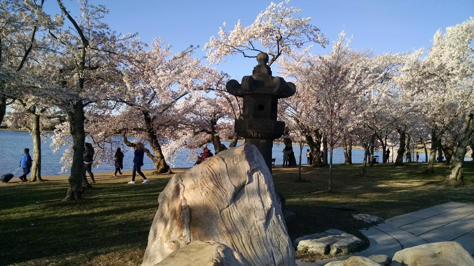 ワシントンの桜