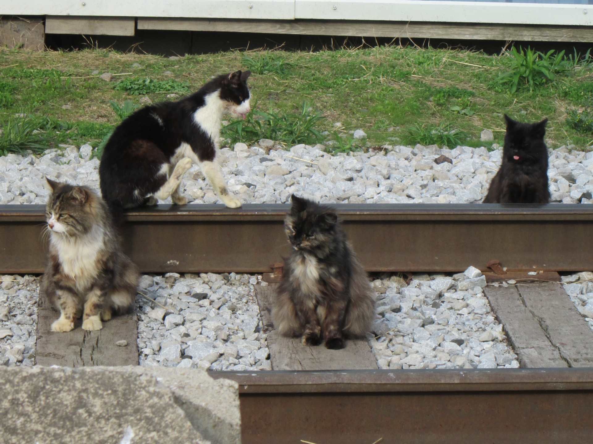 Welcome To Easy Street Cats!
