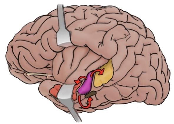 primary auditory cortex