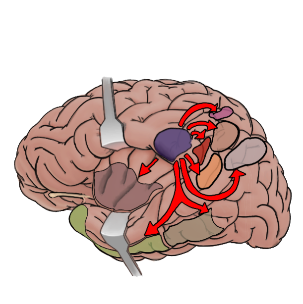 secondary somatosensory cortex