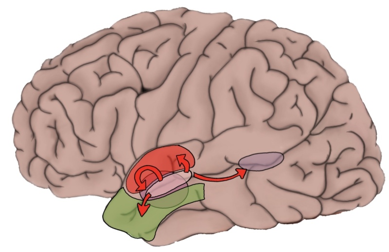 superior temporal sulcus