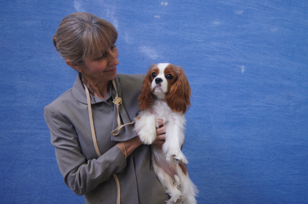 best cavalier king charles breeders