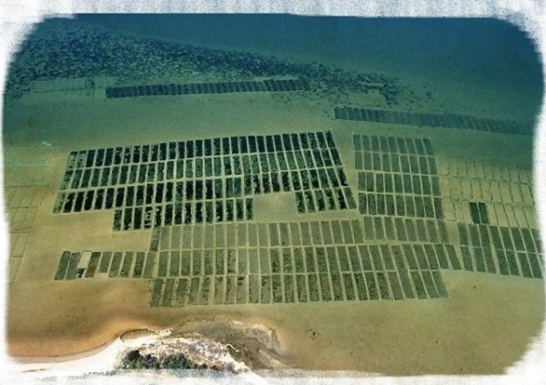 Clam Farm