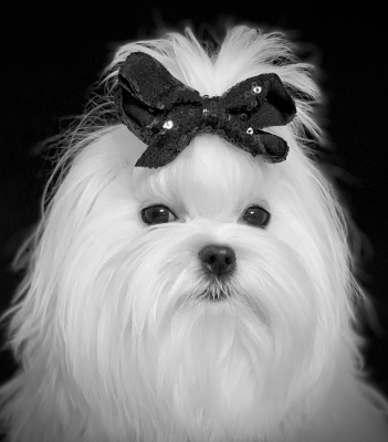 elegant maltese