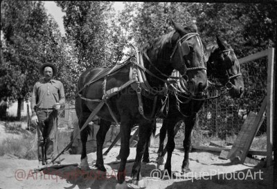 Farmer with Horse Plow