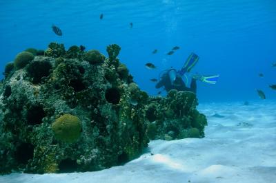 Porta Maria, Curocao Reef Ball Beach Dive Trail