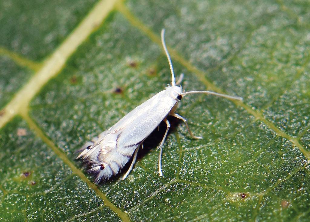 Auch Neozoen treten in der Faunistik immer mehr in den Vordergrund- Erstfund für Kärnten - Rebenminiermotte (Phyllocnistis vitegenella).