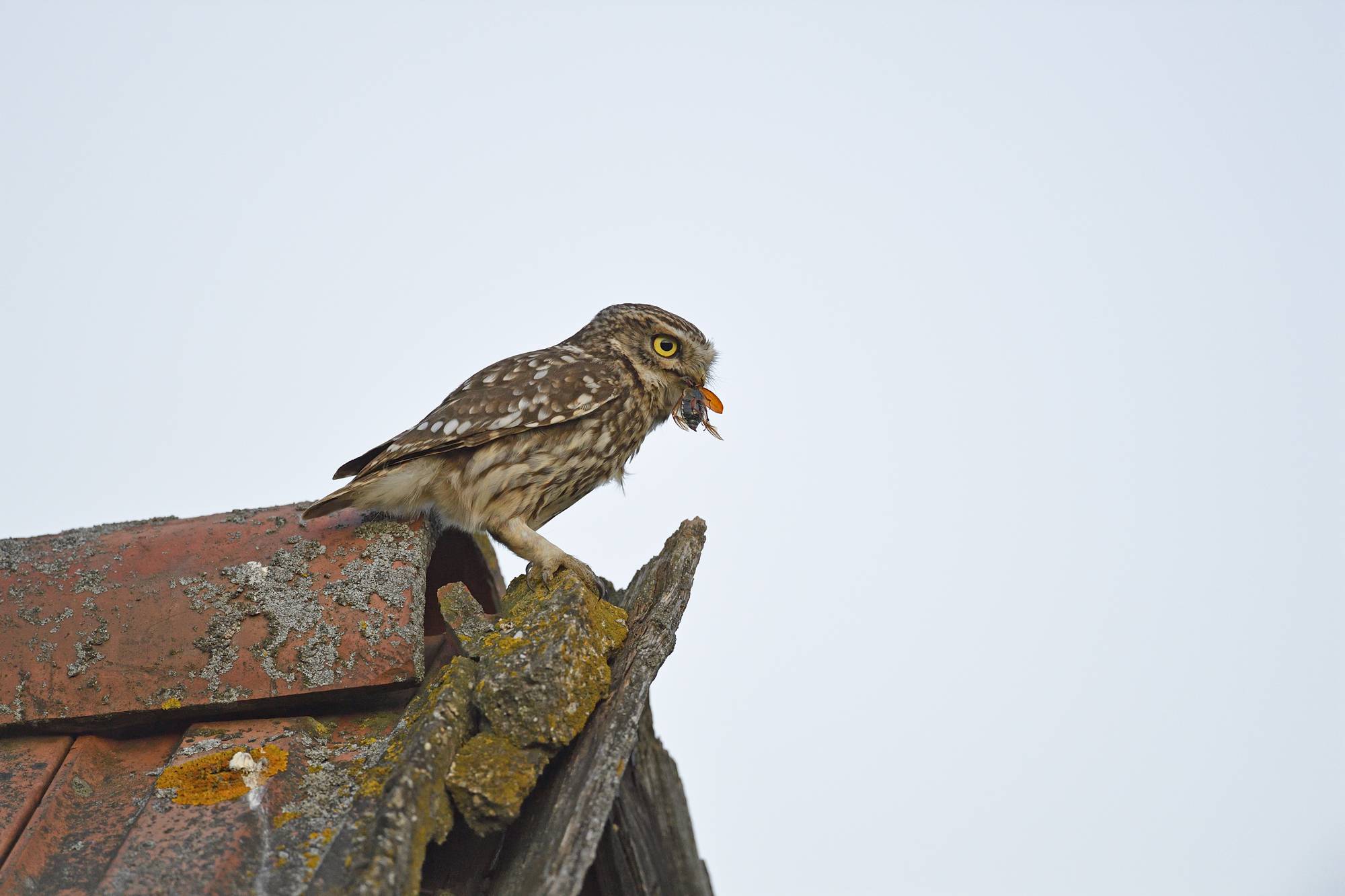 Steinkauz (Athene noctua)