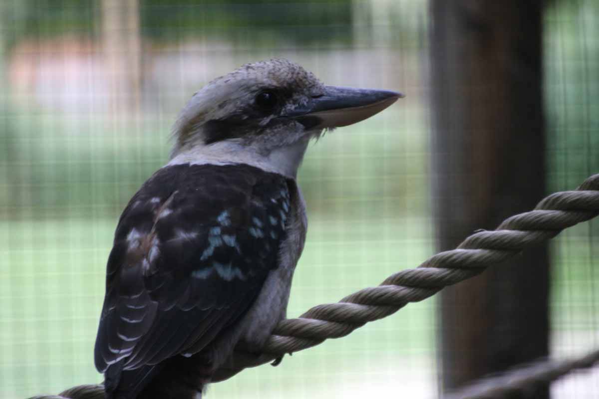 Kookaburra auf einem Seil in der Tierwelt Herberstein