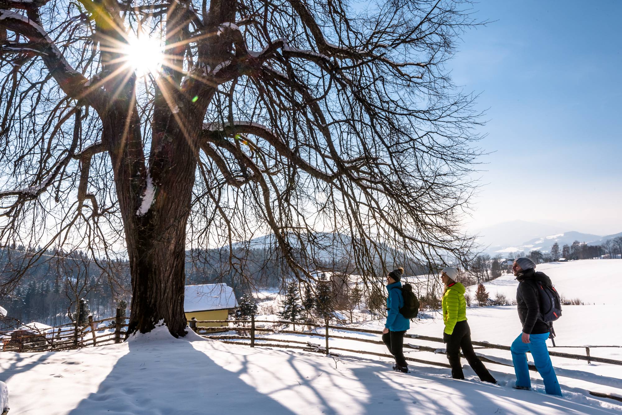 Der Sonne entgegen © Michael Stabentheiner.jpg