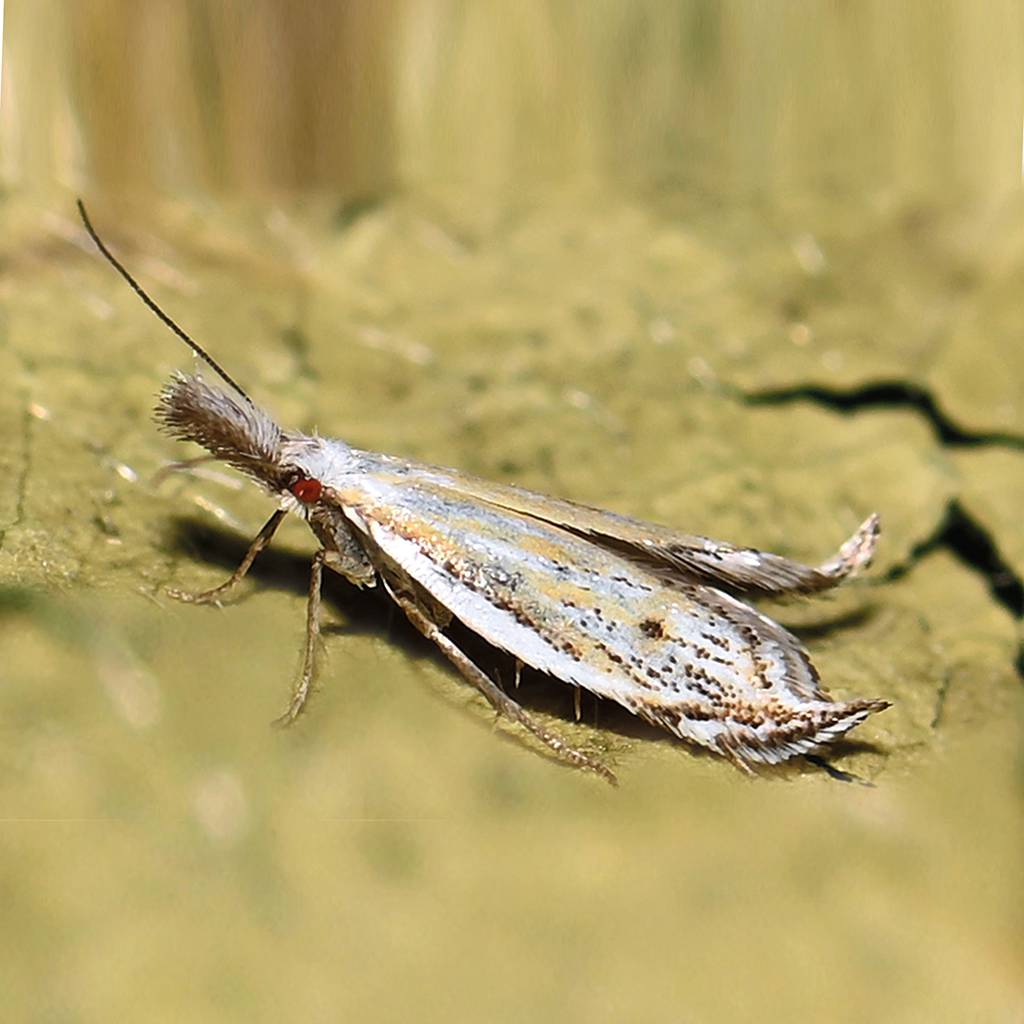Ein Ausfluss der beginnenden Biodiversitätsforschung in Kärnten war die Beschreibung des Mussen-Grasminierfalters (Elchista wieseriella) im Jahr 2000 durch P. Huemer.