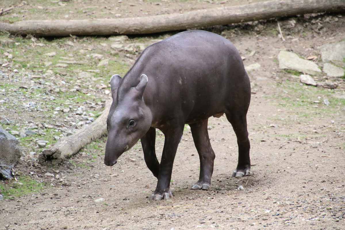 Flachlandtapir_schaut_nach_vorne_Tierwelt_Herberstein.jpg