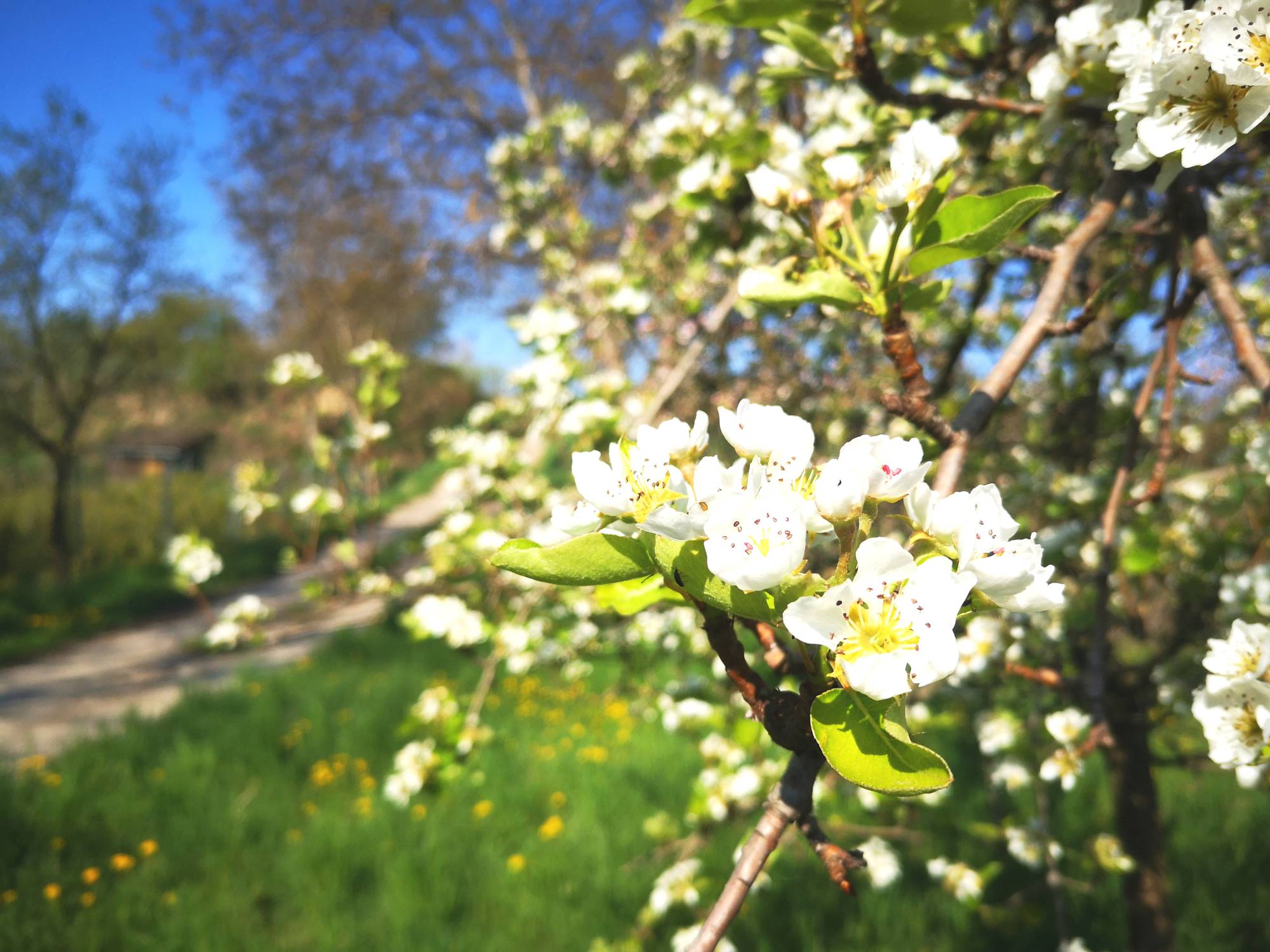 Baumblüte am Wagram