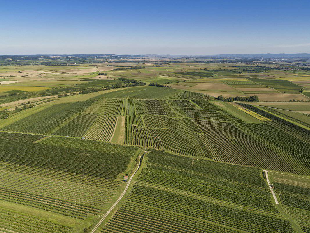 Ried Schafflerberg /Fels