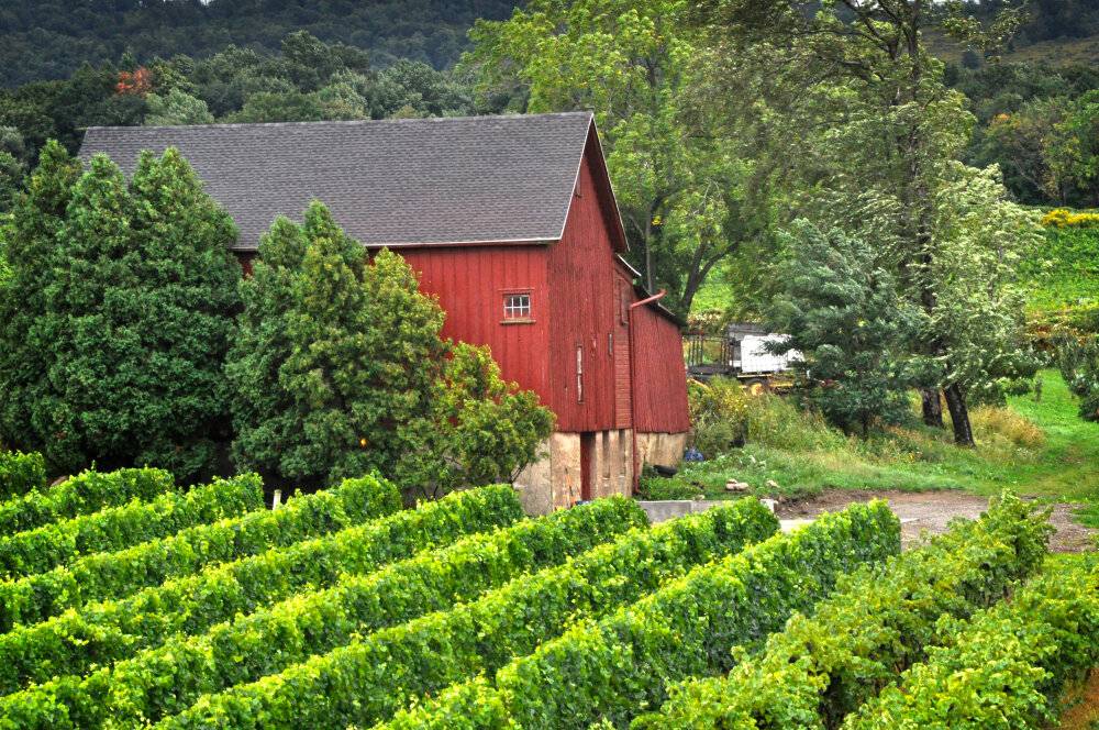 Johnson Estate, 1920's barn & vineyards, Amanda Bracy.jpeg