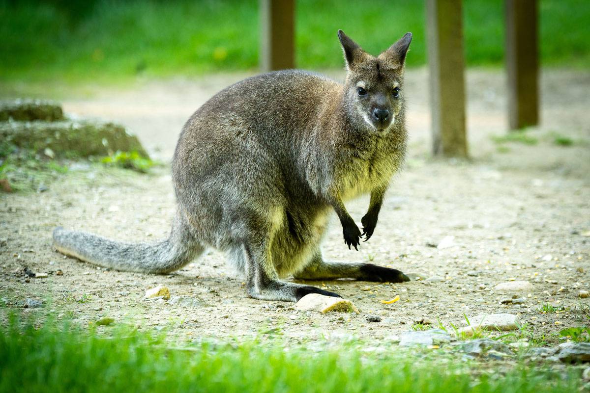 Benett Känguru in der Tierwelt Herberstein