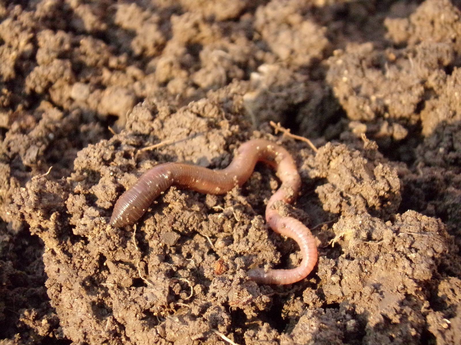 Wie kostbar dieser Boden ist, zeigt sich besonders an seinen Bewohner:innen. Zum Beispiel den Würmern der Grand Farm – einem Bio-Bauernhof, der sich auch der Forschung verschrieben hat.