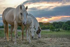 Painted Bar Stables.jpg