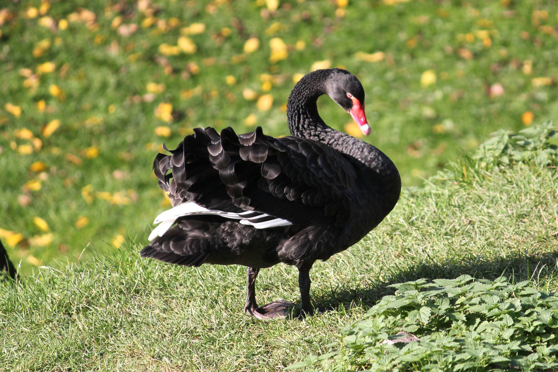 Trauerschwan in der Tierwelt Herberstein