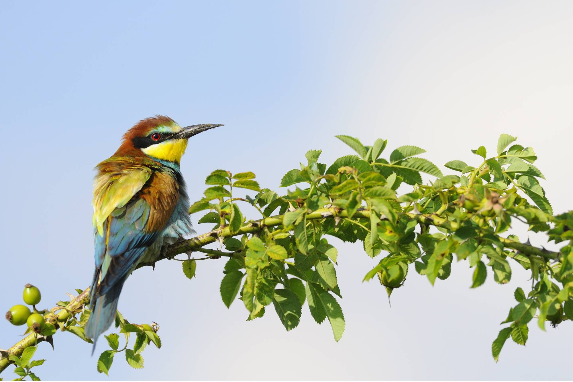 Bienenfresser (Merops apiaster)