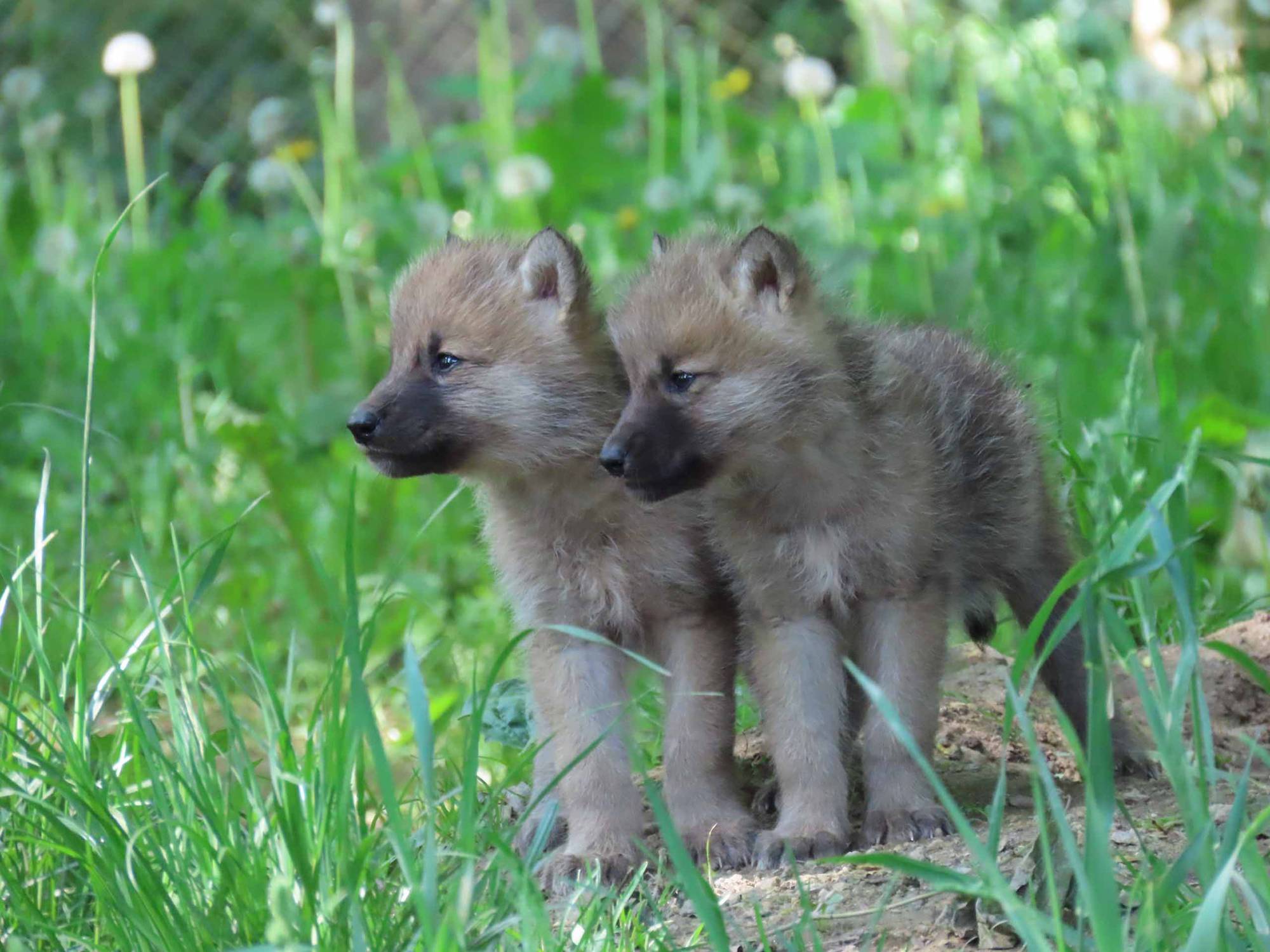 Polarwolf_beide_Tierwelt_Herberstein.jpg