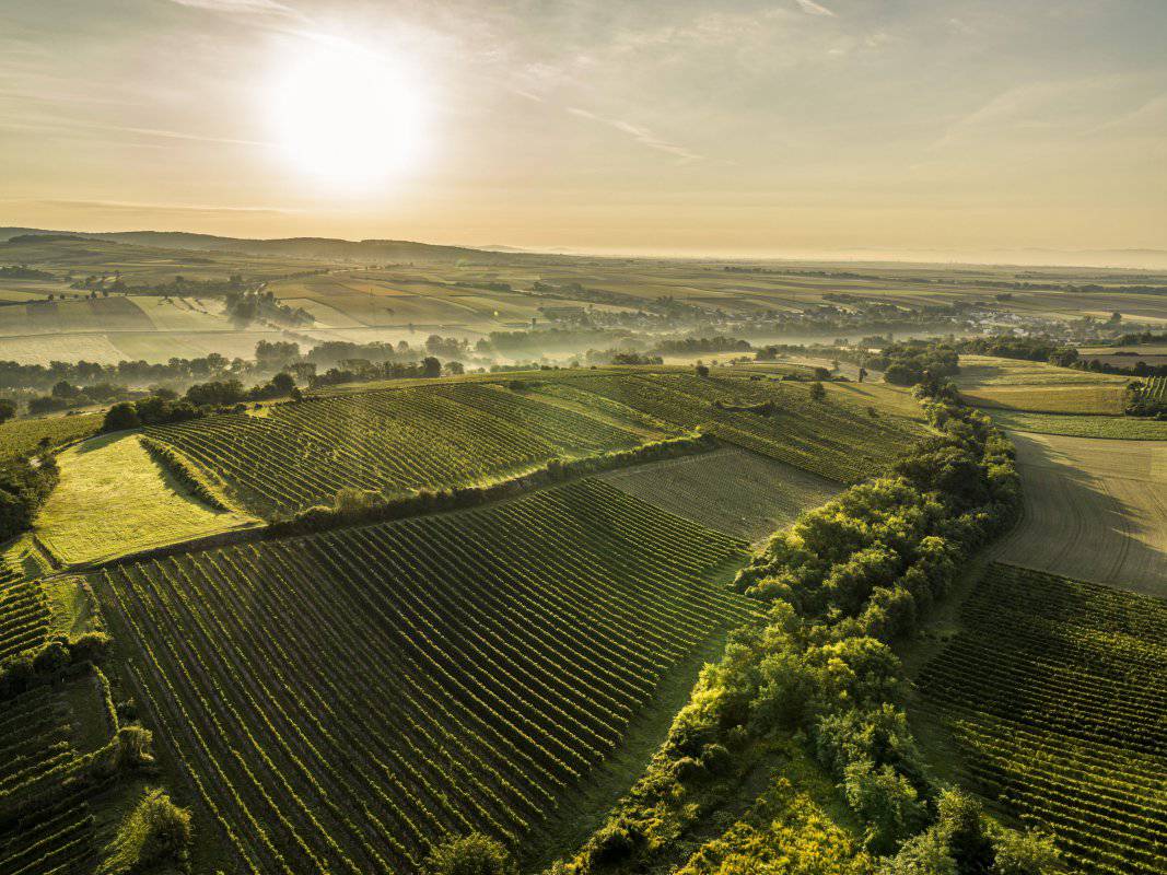 Ried Kobelberg / Subried Steinberg