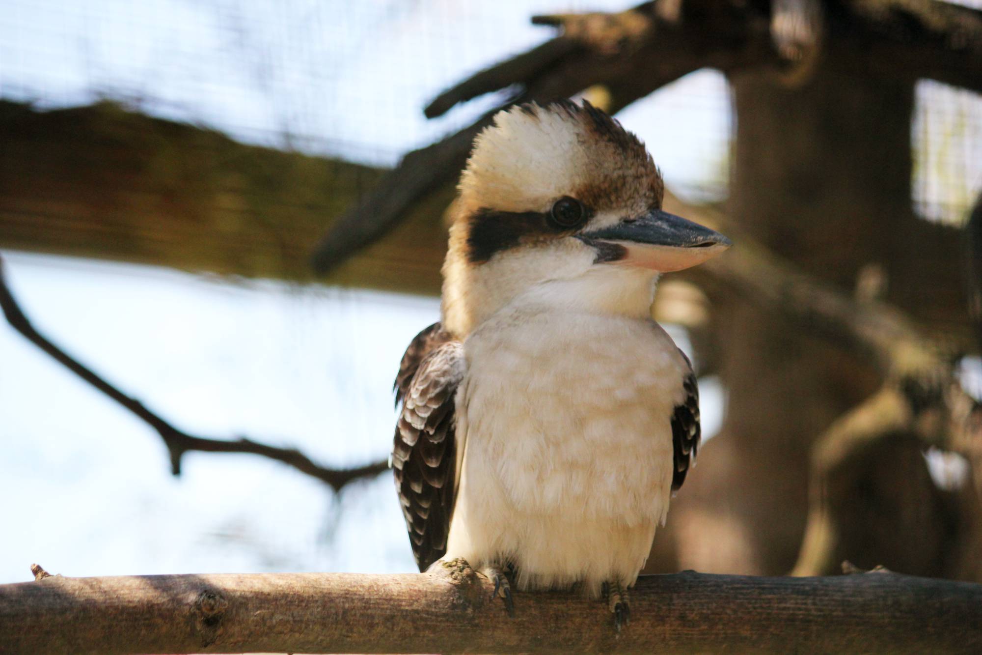 Kookaburra in der Tierwelt Herberstein