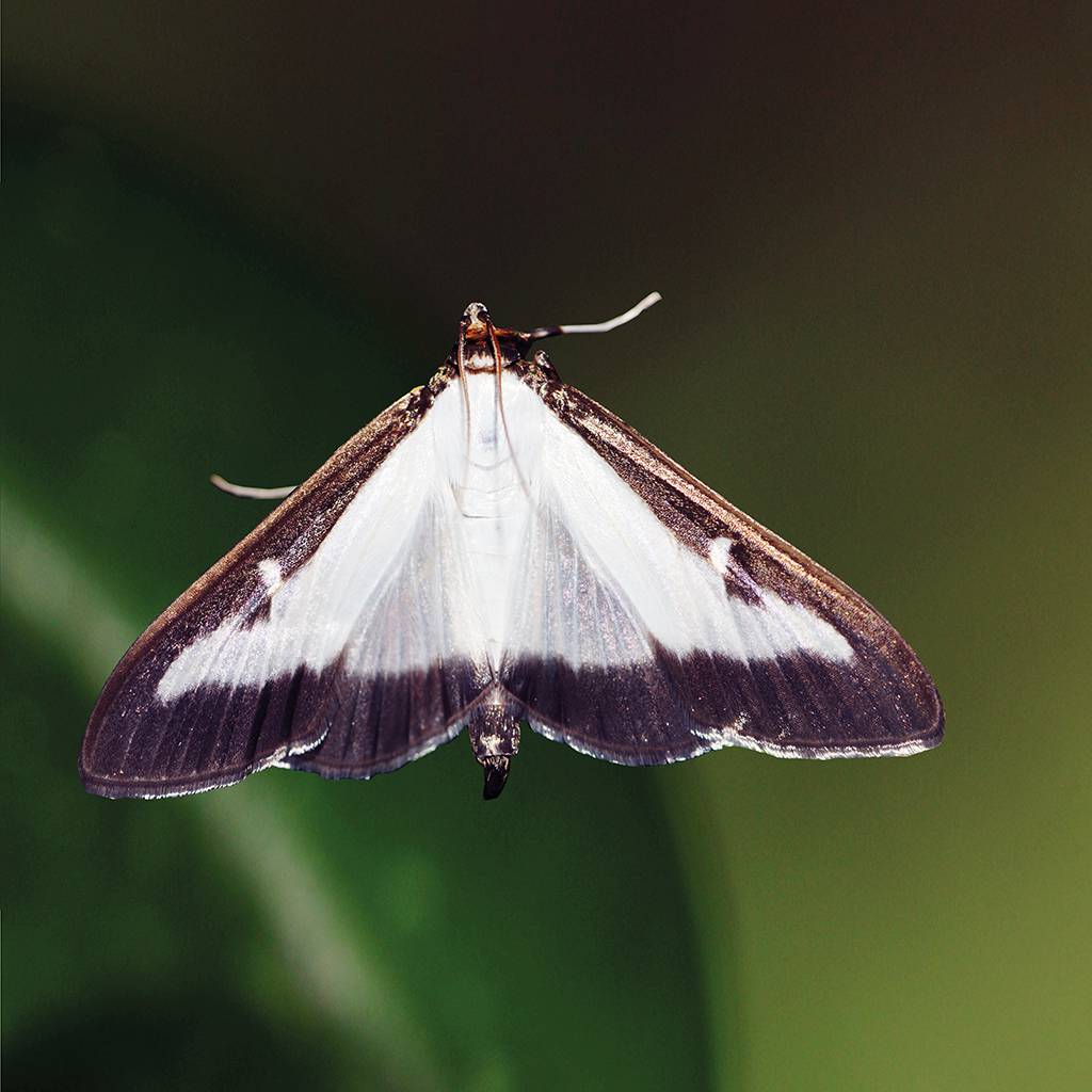 Mittlerweile muss das Neozoon Buchbaumzünsler (Cydalima perspectalis) zum Arteninventar Kärntens gezählt werden.