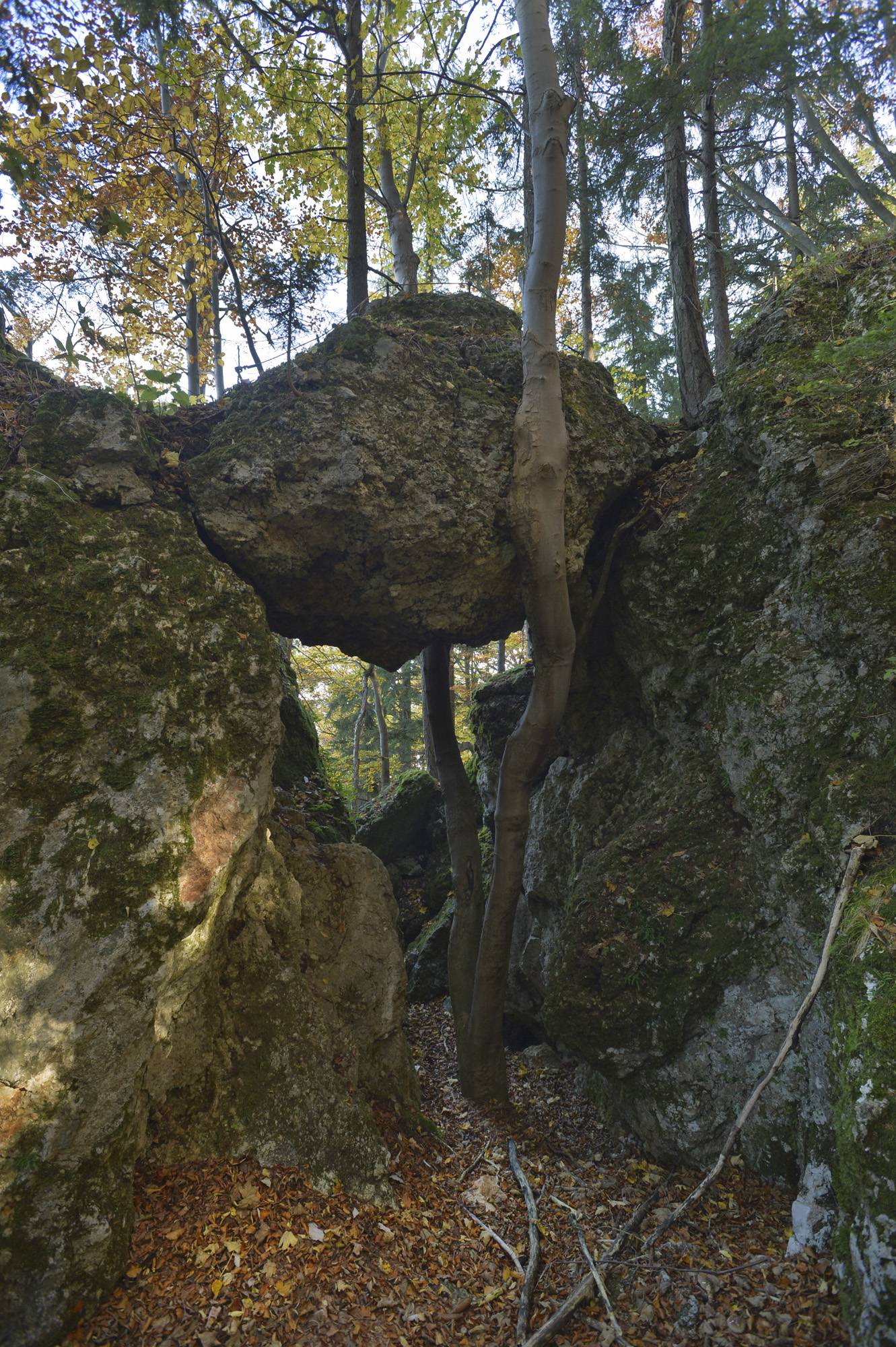 Prevalje | Volinjak