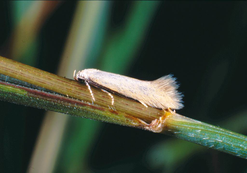 Auch Naturfotografen in Kooperation mit Spezialisten der jeweiligen Tiergruppe treffen auf Neufunde für das Bundesland- Holoscolia huebneri.