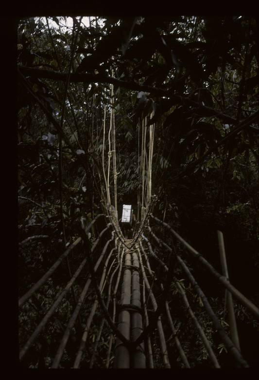 … in Borneo beispielsweise in Rattan-Rückentragen, im westlichen Neuguinea auf dem Rücken mit lediglich einem Tragegurt, der über die Stirn führt.