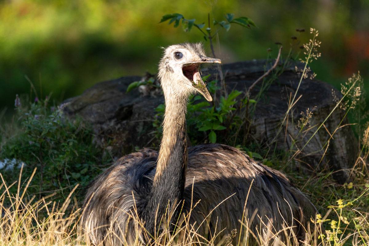 Emu_Tierwelt_Herberstein.jpg