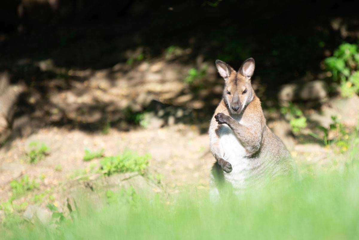 Benett Känguru in der Tierwelt Herberstein