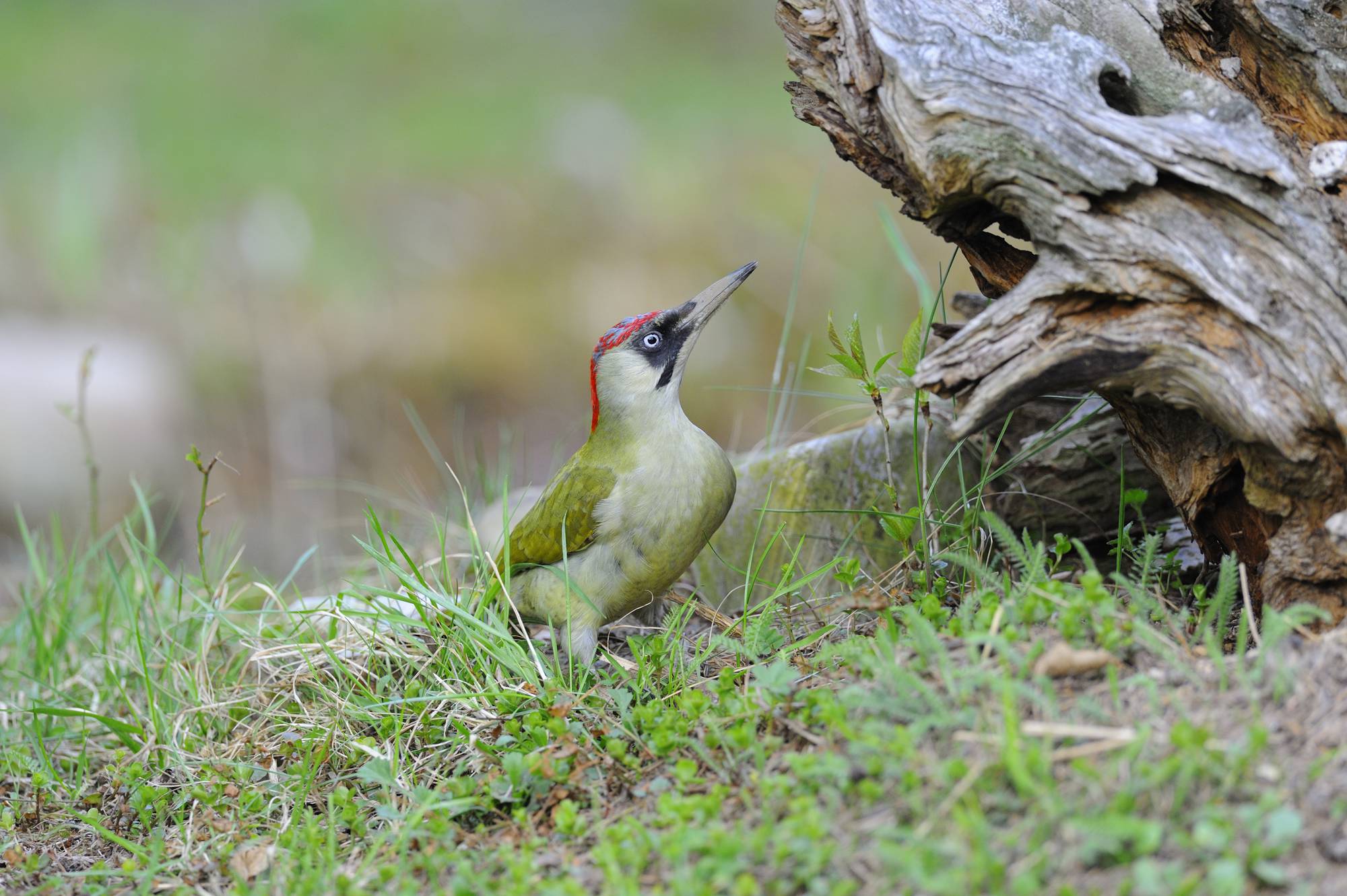 Grünspecht (Picus viridis)