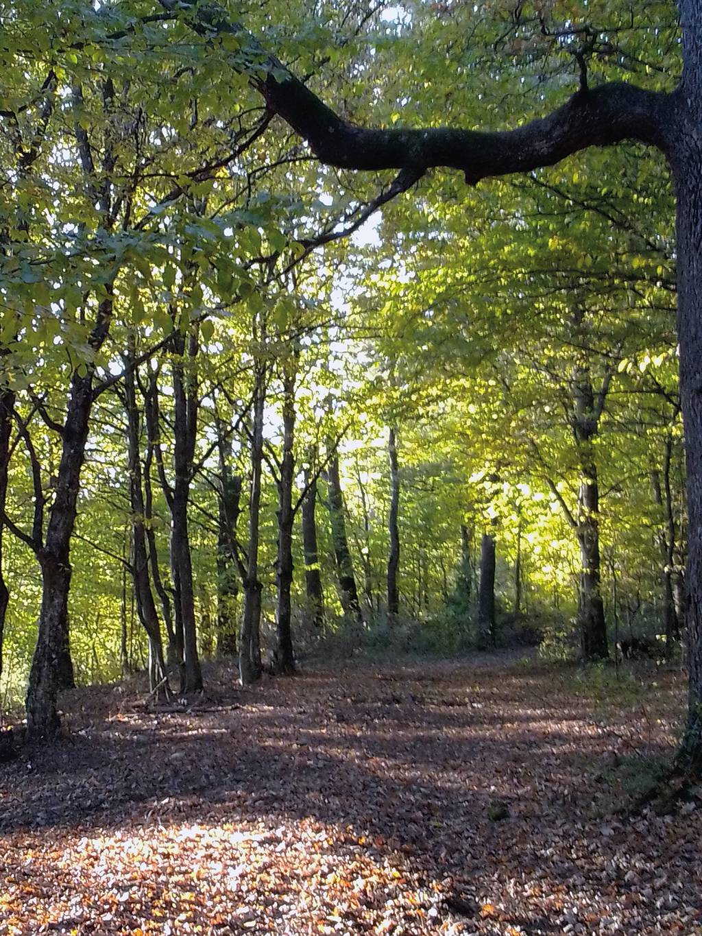 Artenreiche Laub-Mischwälder sind im Zentralraum Kärntens eher selten anzutreffen.