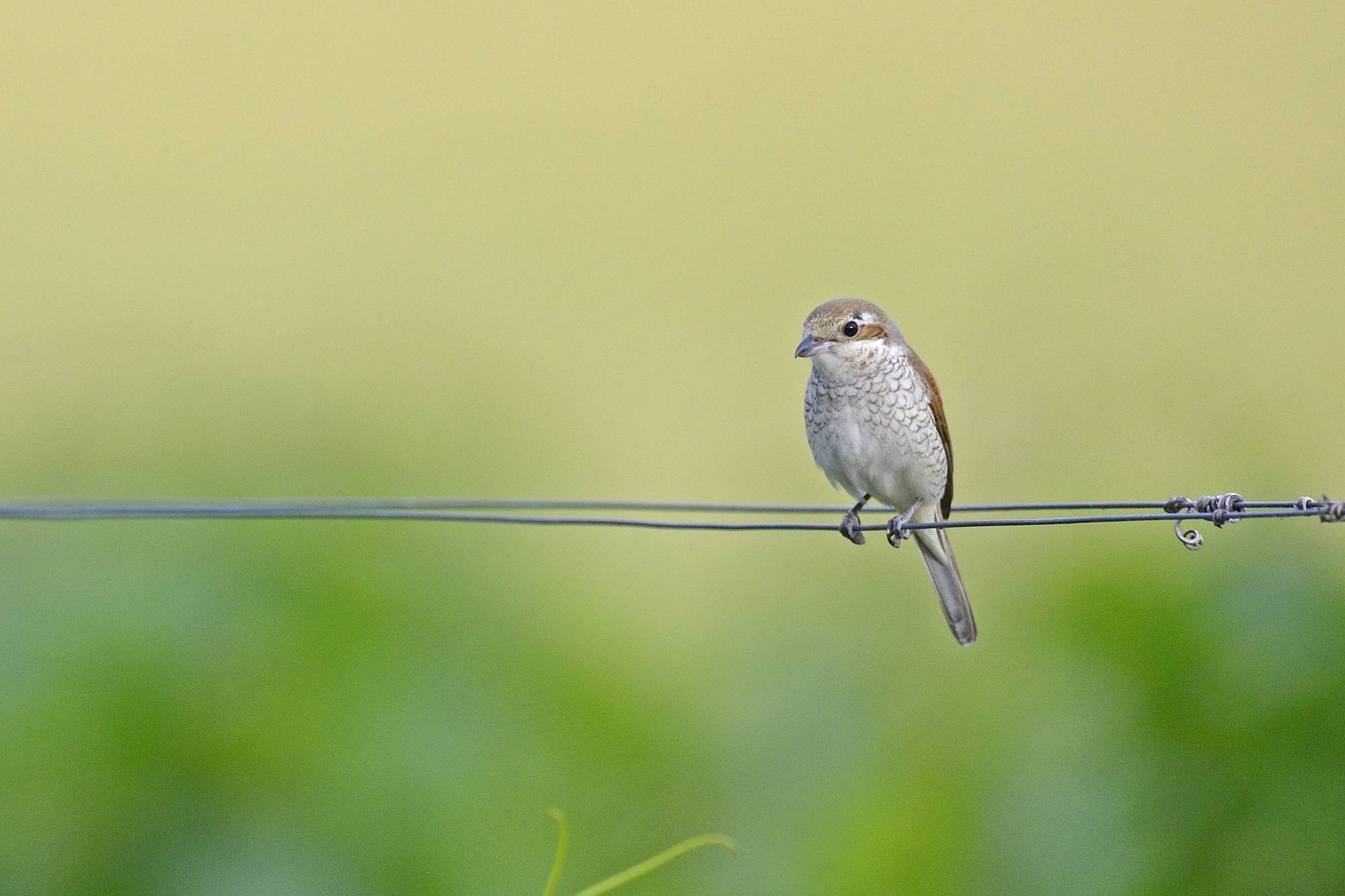 Rotrückenwürger (Lanius collurio)