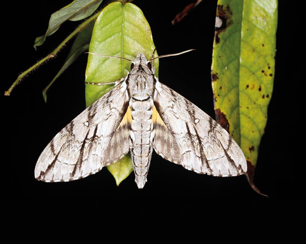 Eine Anzahl von Schwärmerarten wie Panogena jasmini wird in Madagascar von Kunstlicht angezogen und kann leicht registriert werden.