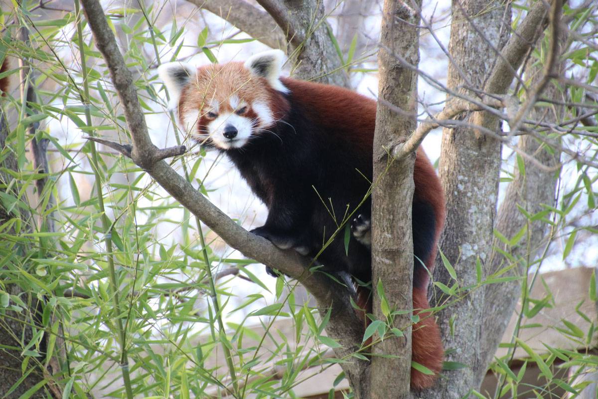 Roter_Panda_bewegt_sich_zwischen_den_Aesten_und_schaut_in_die_Kamera_Herberstein.jpg